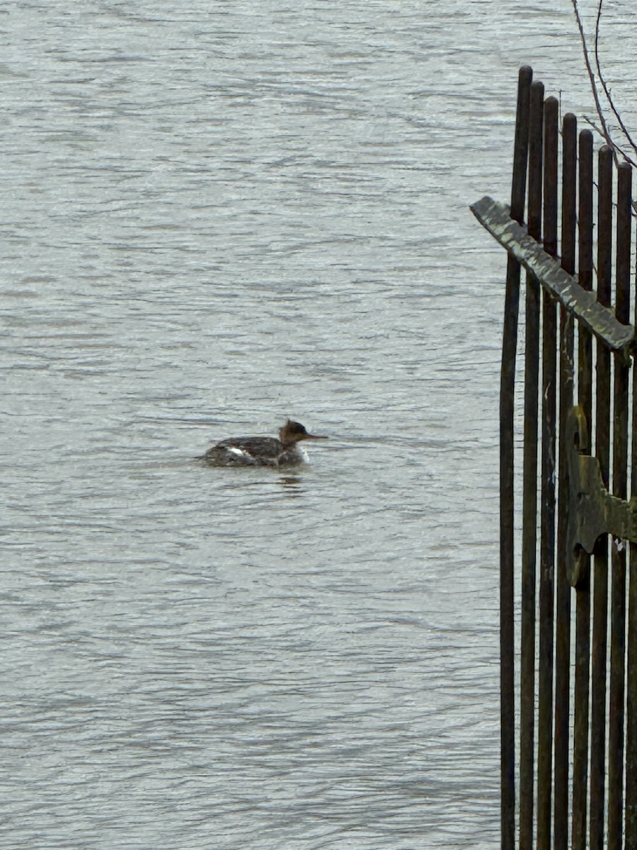 Red-breasted Merganser - ML636235332