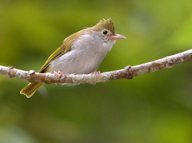 White-bellied Erpornis - Choy Wai Mun