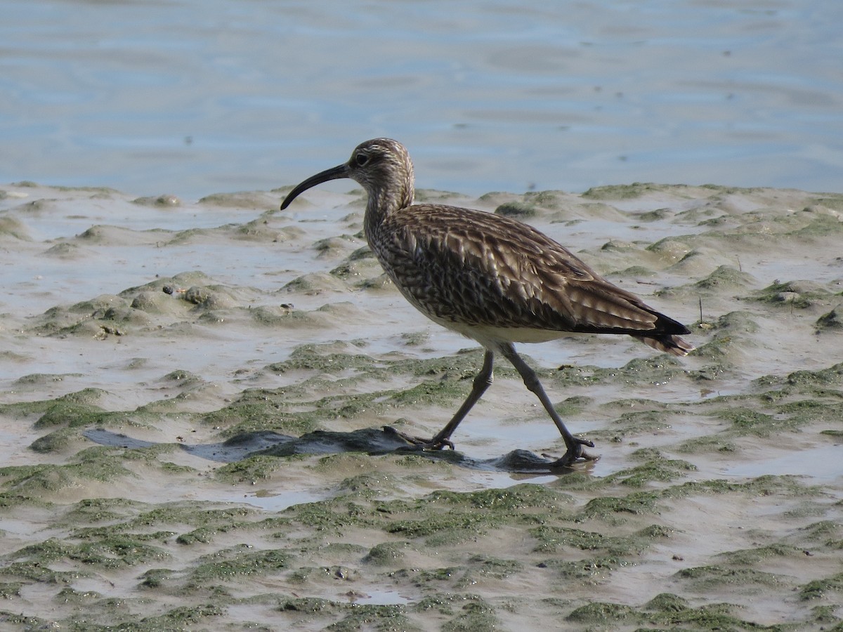 Whimbrel (White-rumped) - ML636235899