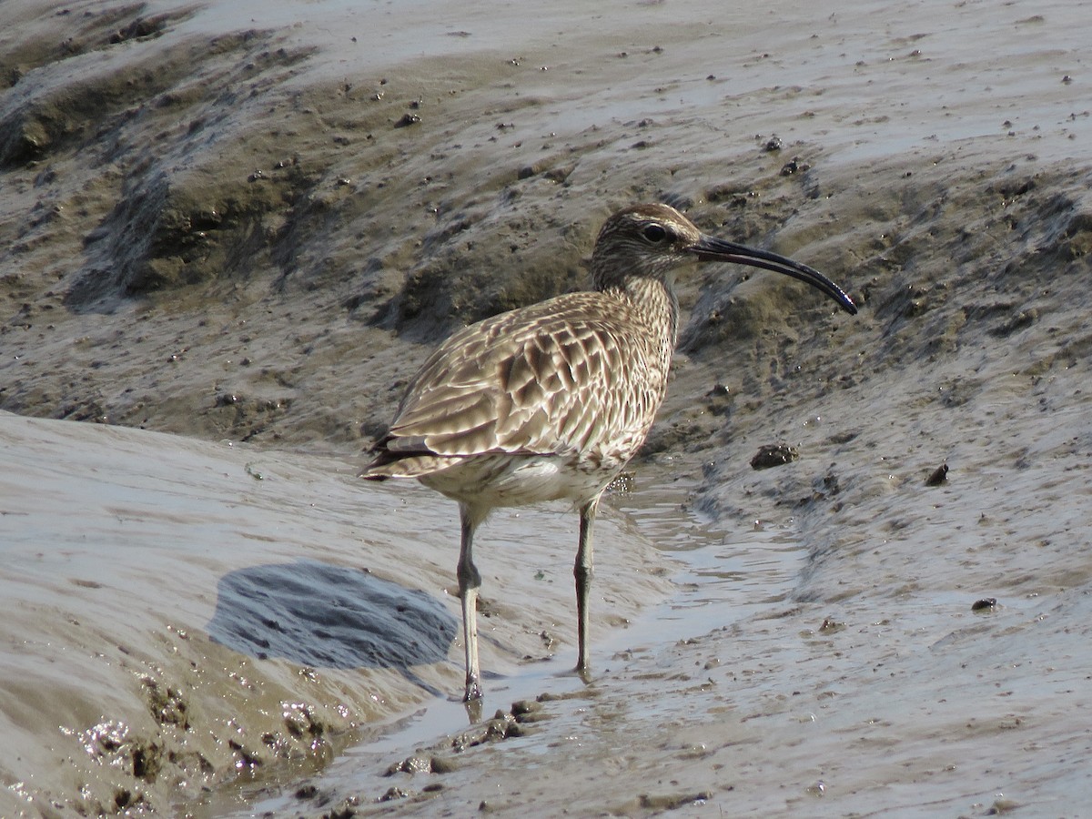 Whimbrel (White-rumped) - ML636235900
