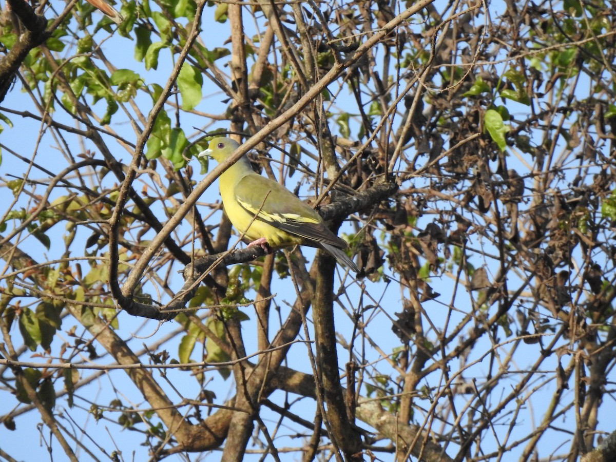 Gray-fronted Green-Pigeon - ML636235905