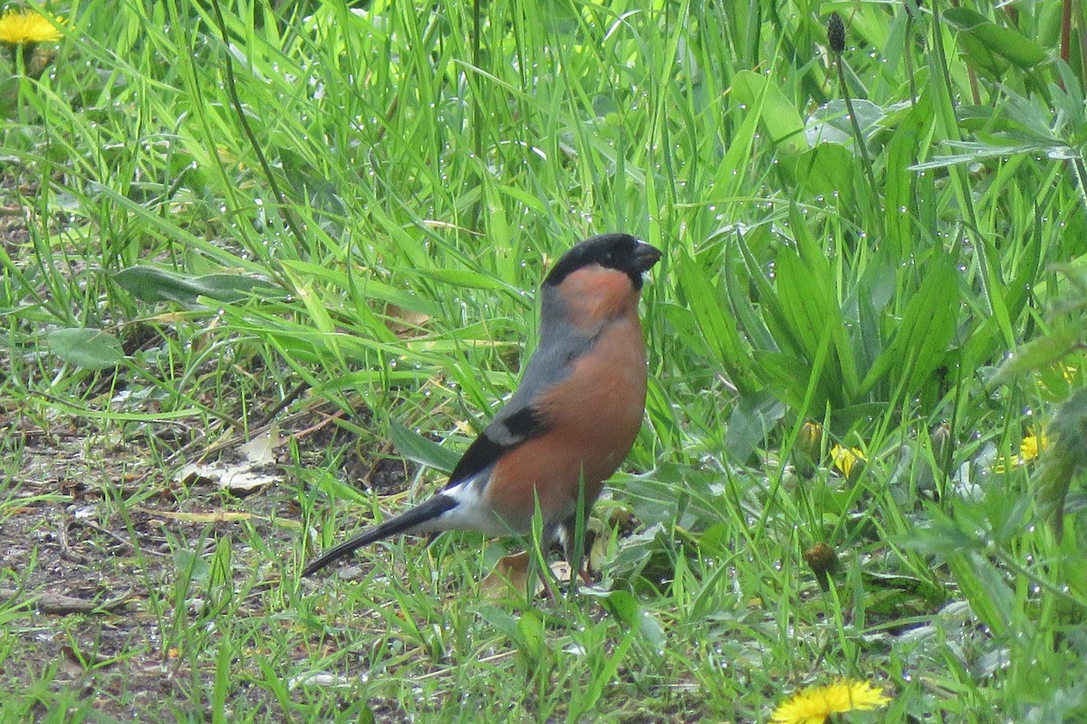 Eurasian Bullfinch - ML636235915