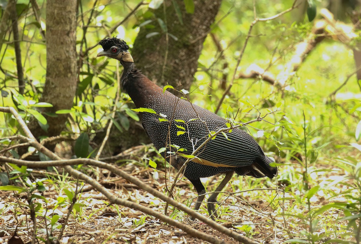 Southern Crested Guineafowl - ML636236197