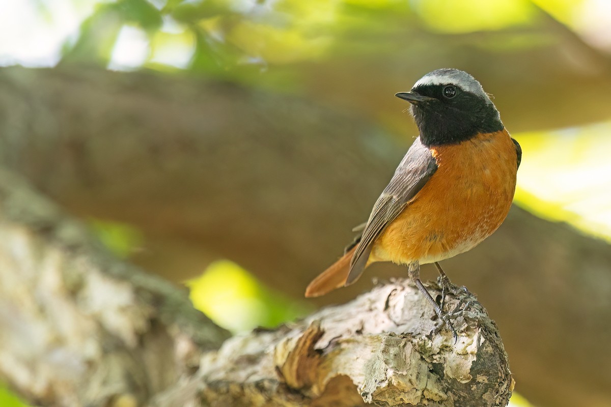 Common Redstart (Common) - ML636236494