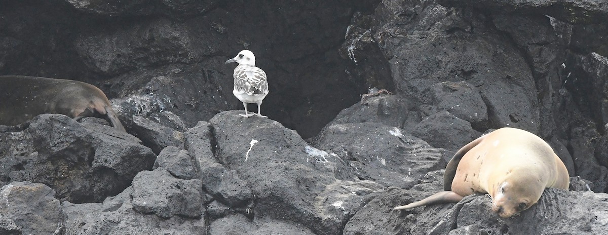 Swallow-tailed Gull - ML636236495