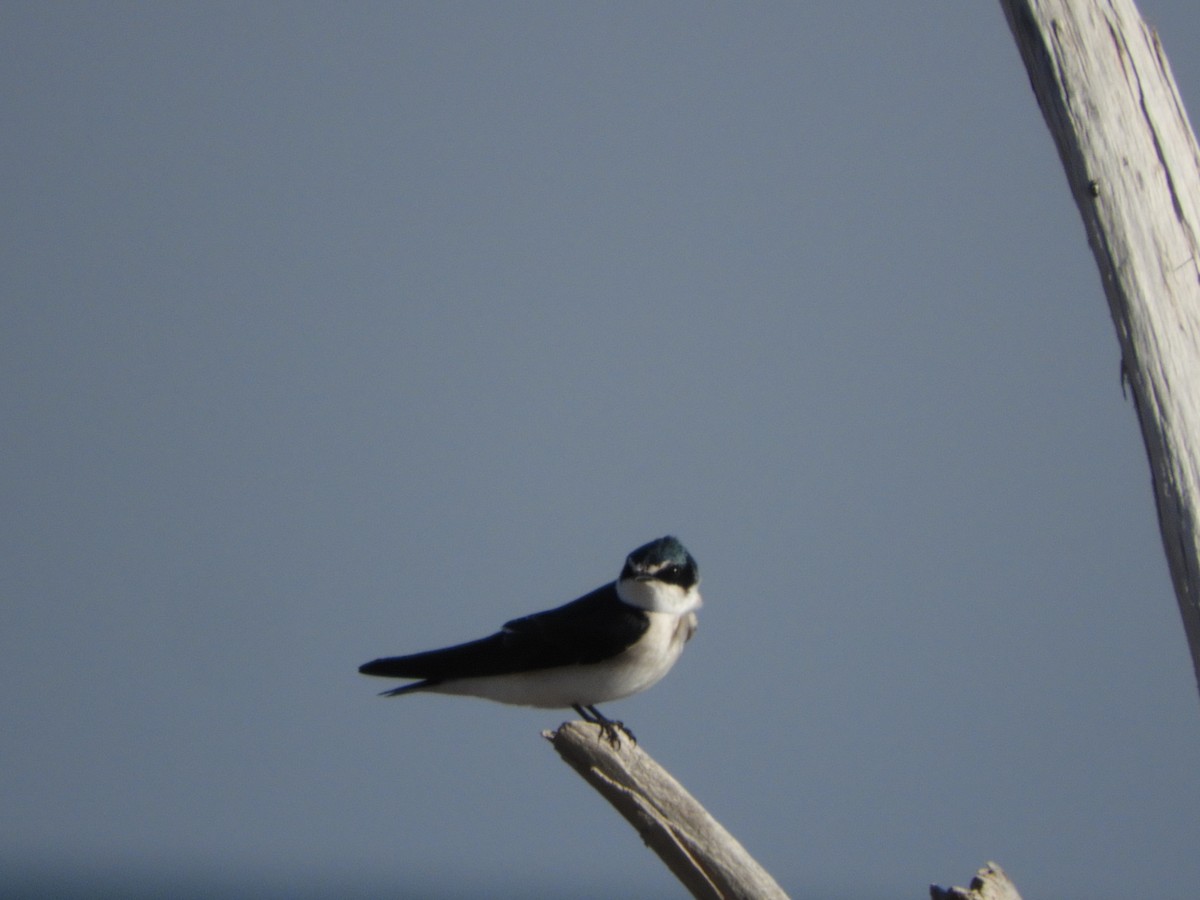 White-rumped Swallow - ML636236628