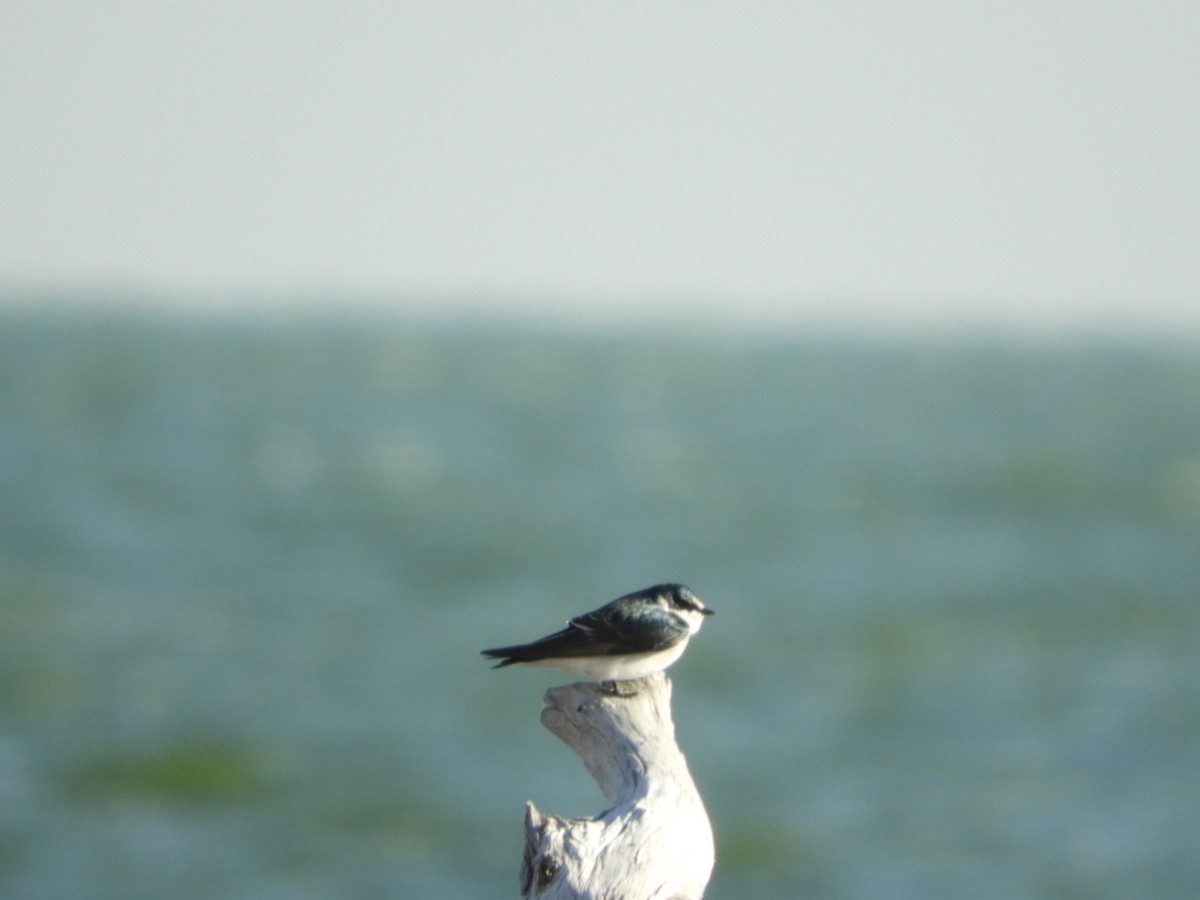 White-rumped Swallow - ML636236629