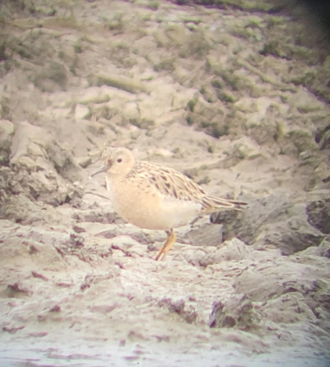 Buff-breasted Sandpiper - ML636236721