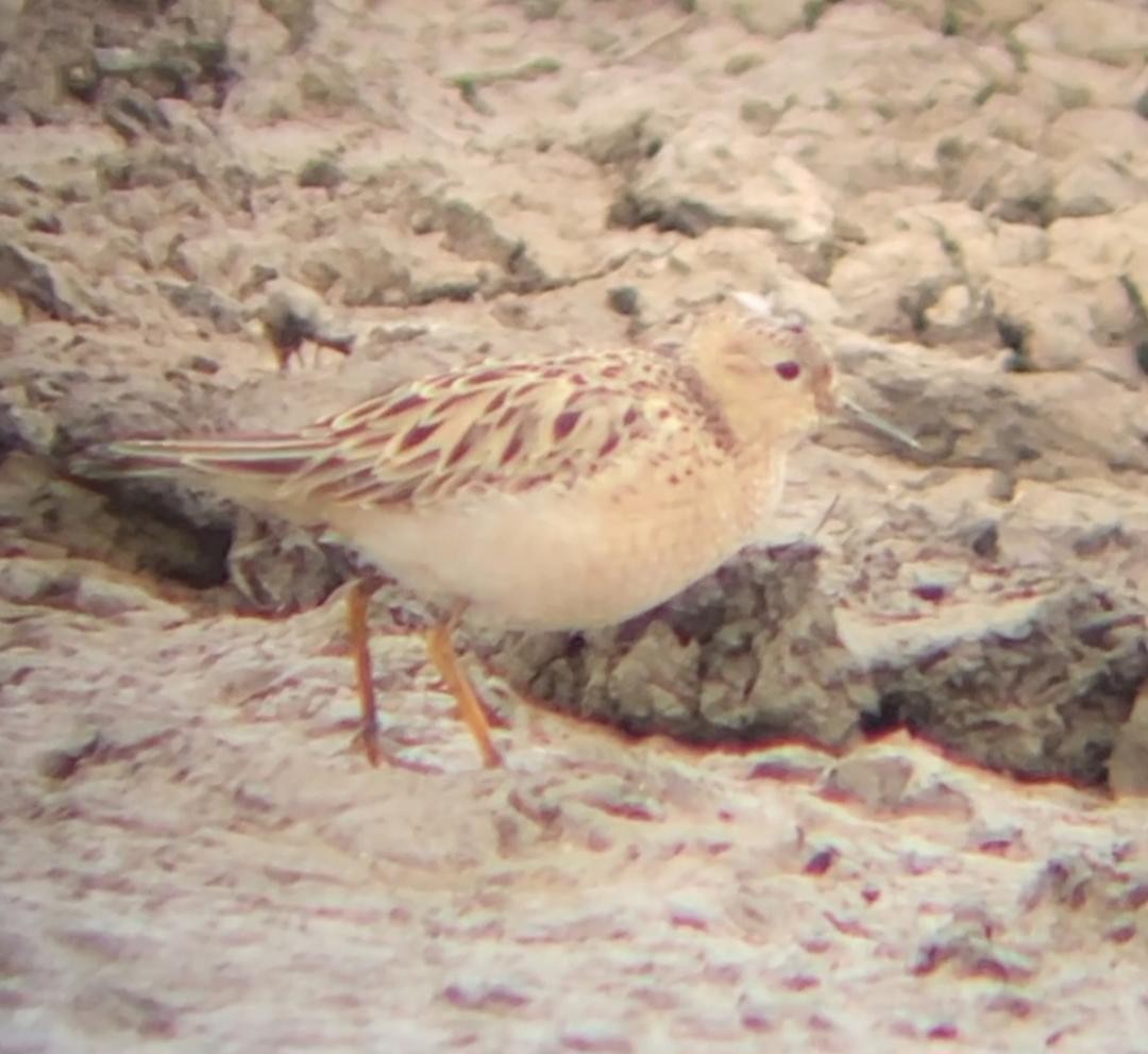 Buff-breasted Sandpiper - ML636236722