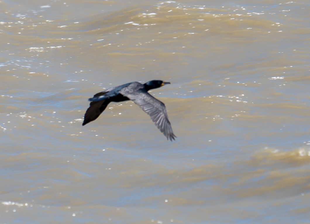 Double-crested Cormorant - ML636236833