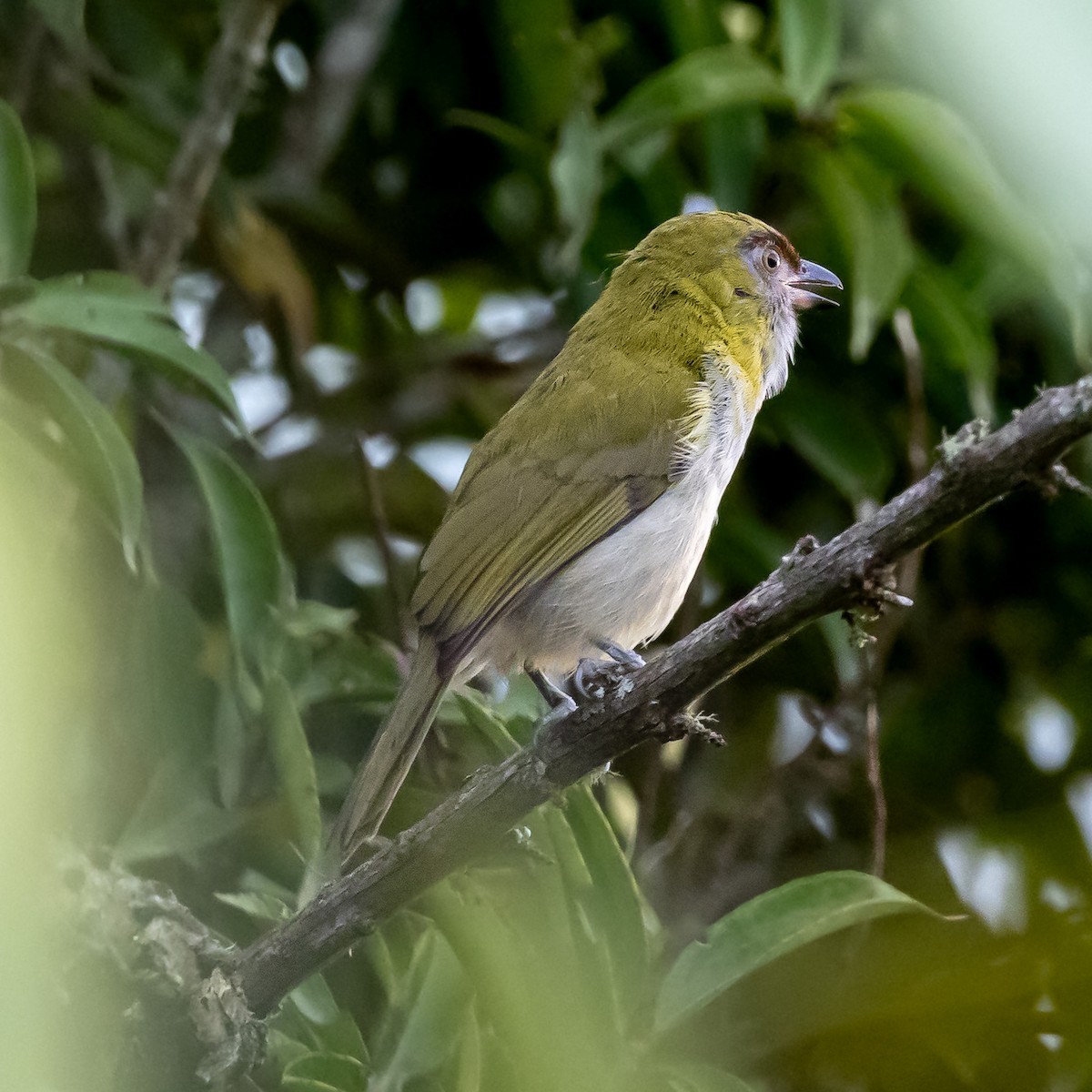Black-billed Peppershrike - ML636236854