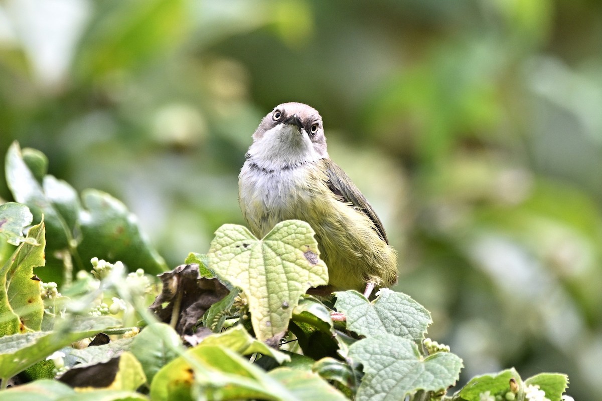 Bar-throated Apalis - ML636236949