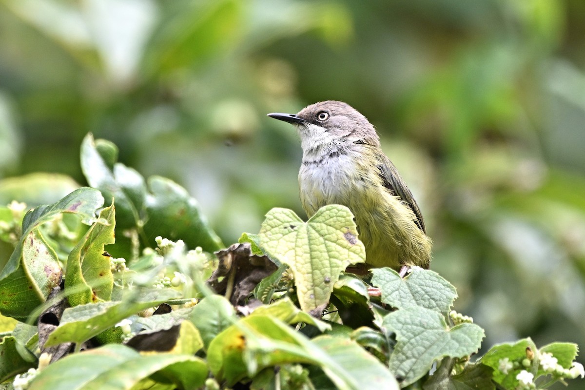 Bar-throated Apalis - ML636236951