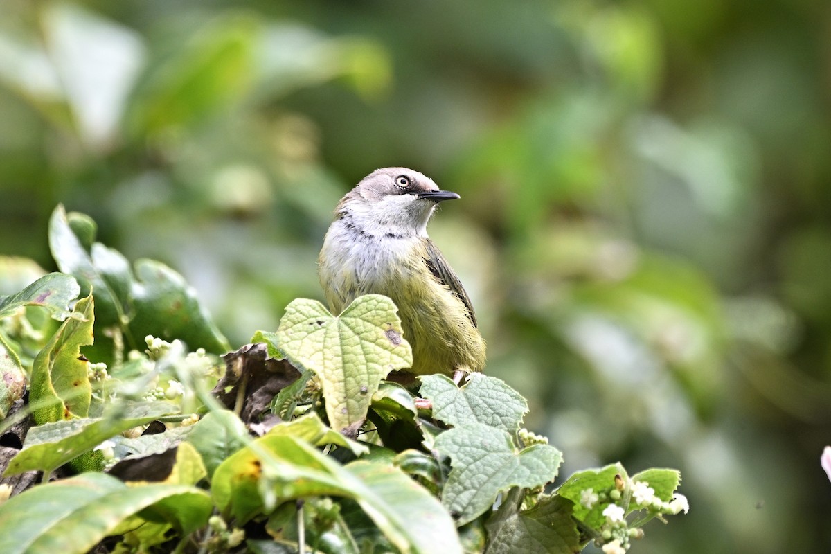 Bar-throated Apalis - ML636236958