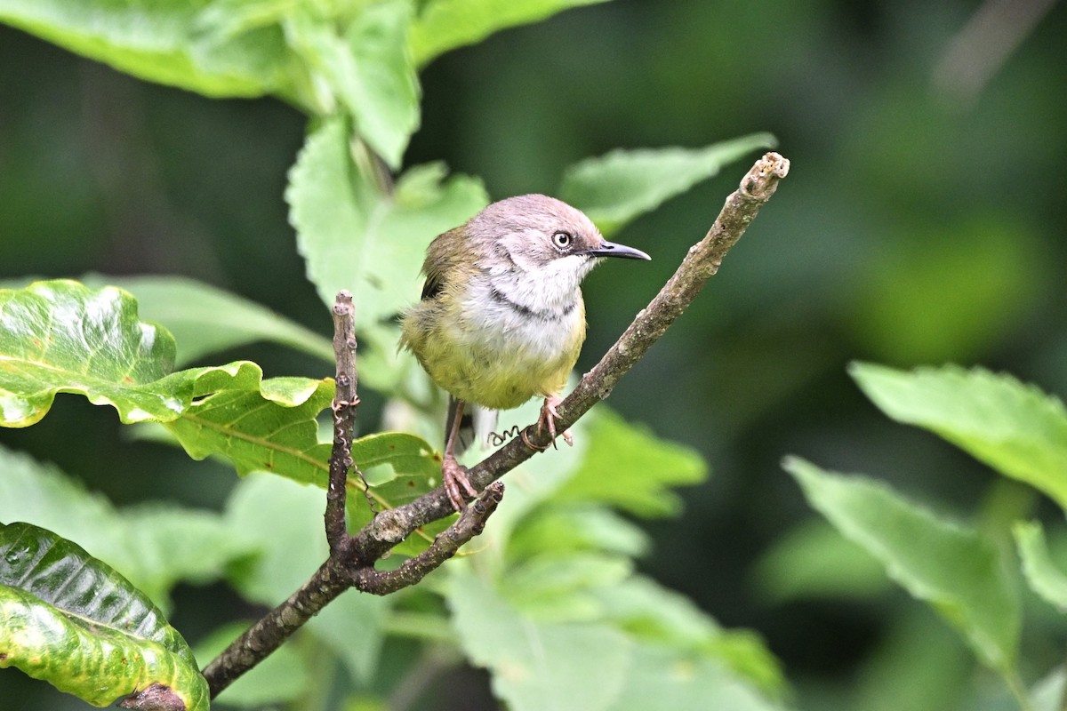 Bar-throated Apalis - ML636237021