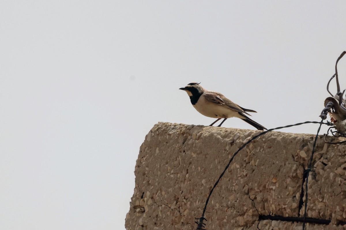 Horned Lark - ML636237030