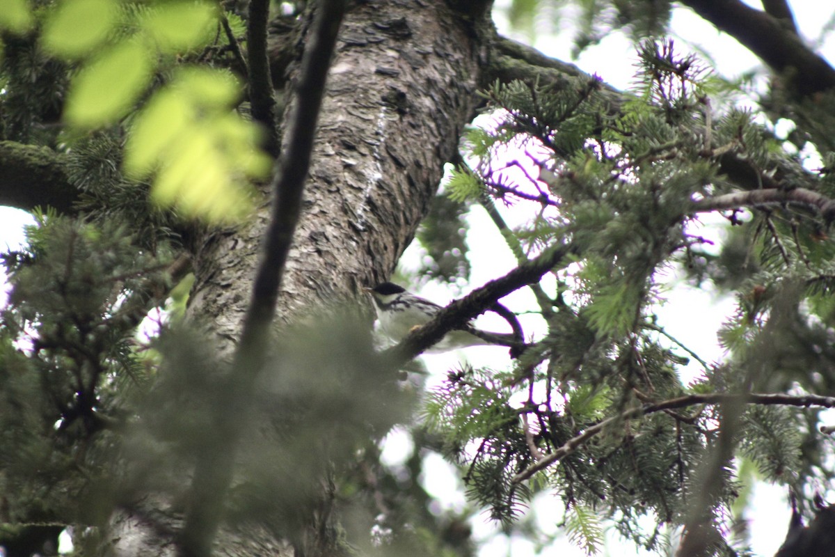 Blackpoll Warbler - ML636237053