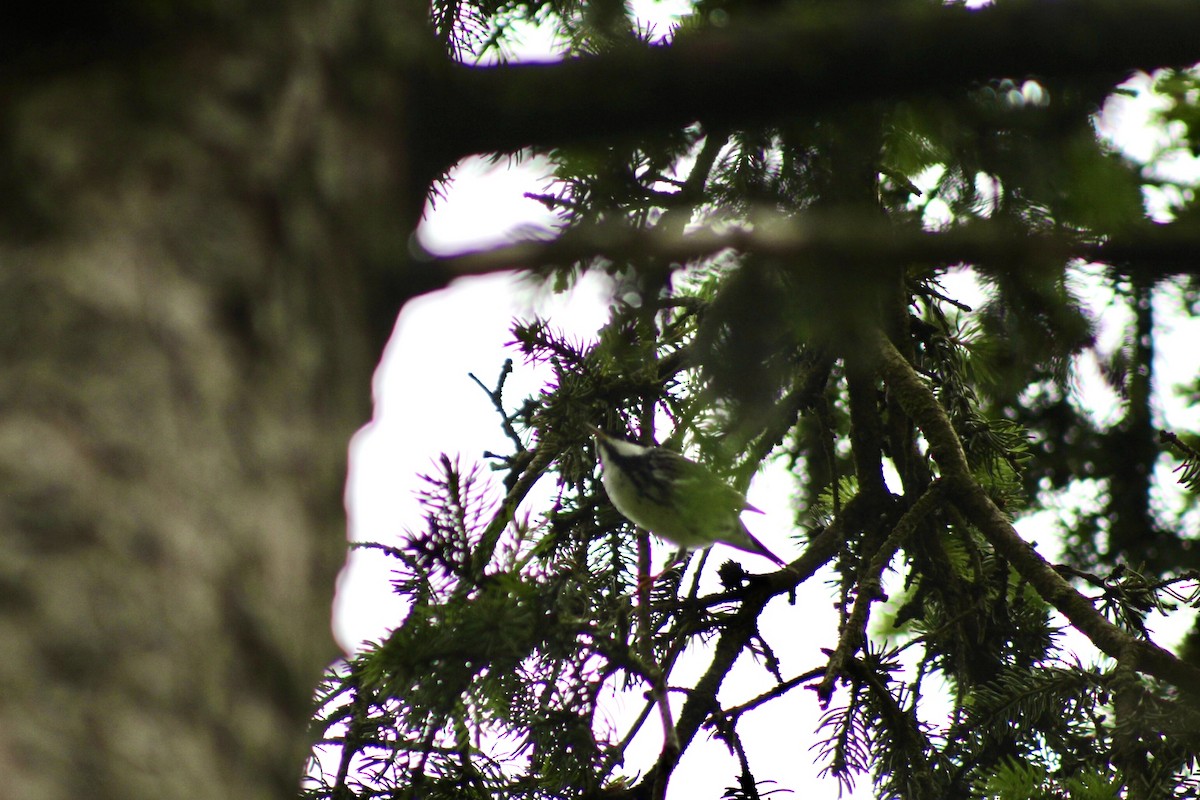 Blackpoll Warbler - ML636237054