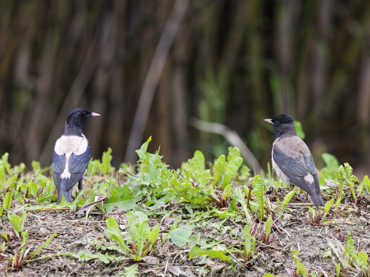 Ягаан тодол - ML636237055