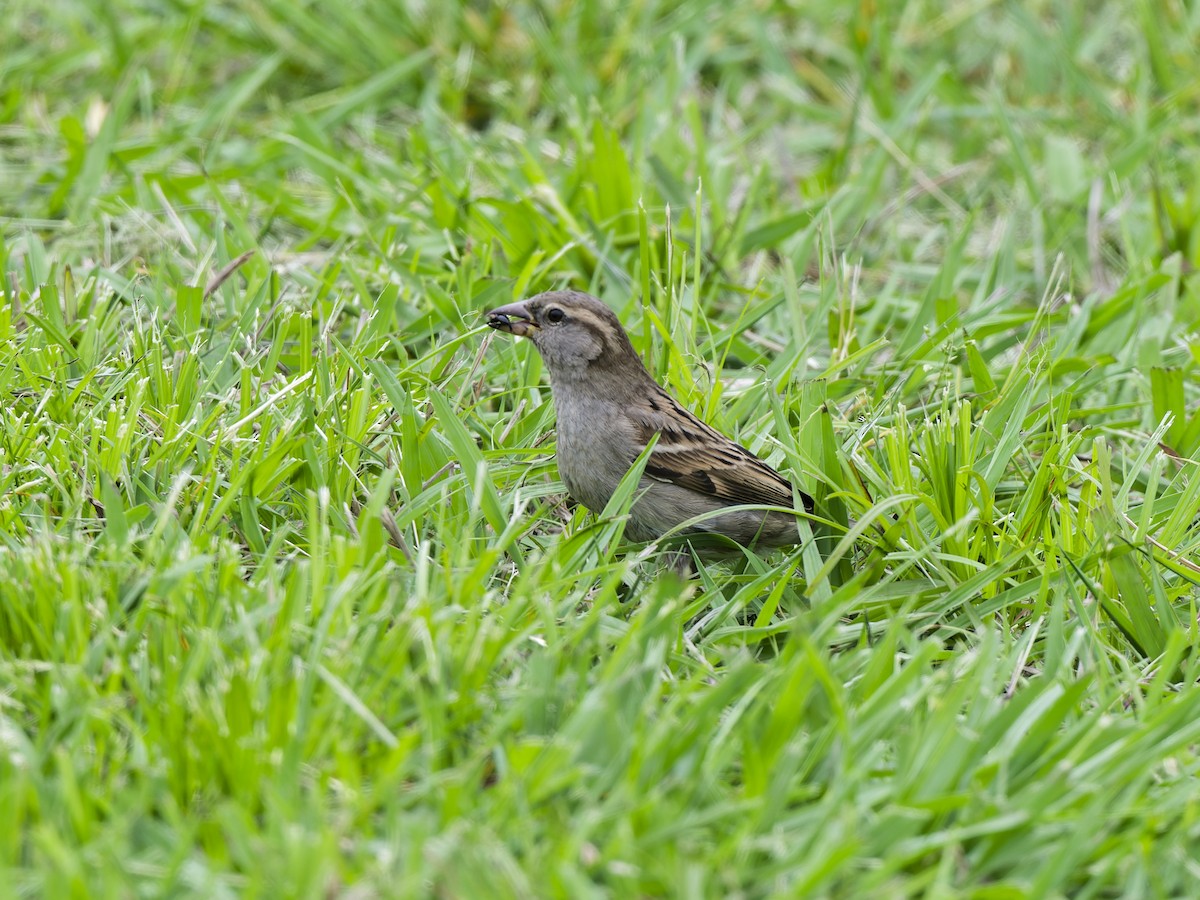 Оронгийн бор шувуу - ML636237085