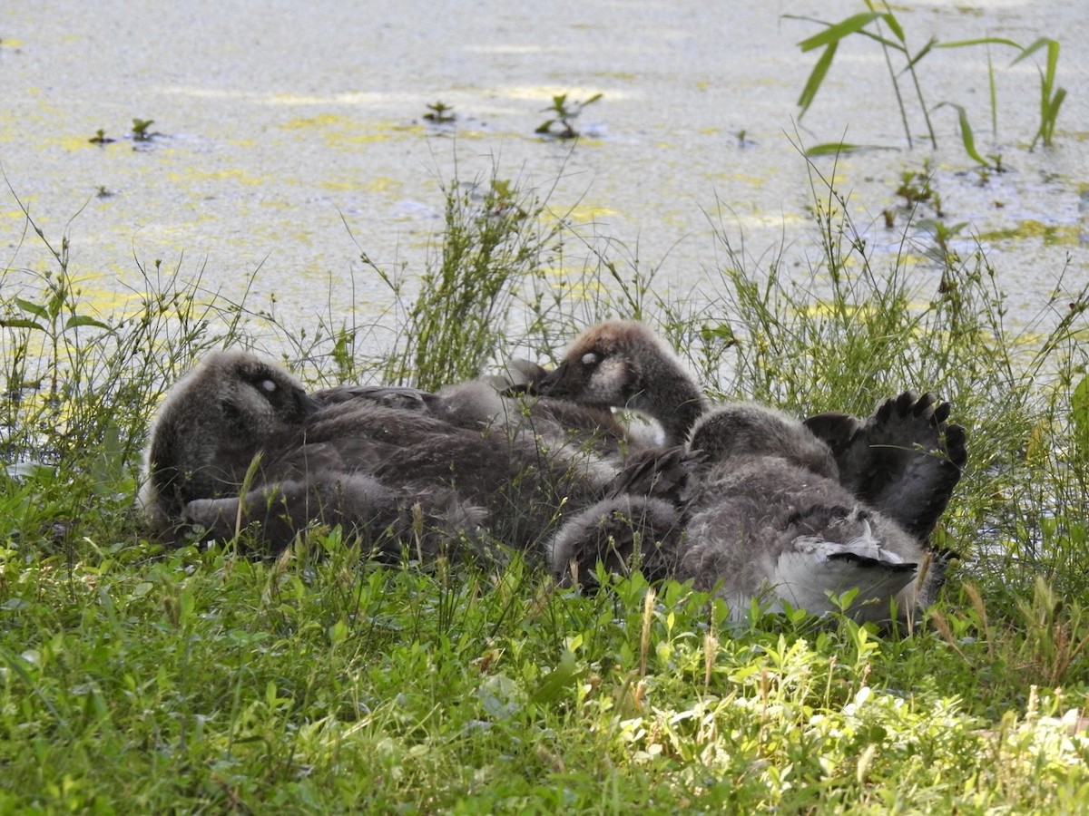 Canada Goose - ML636237090