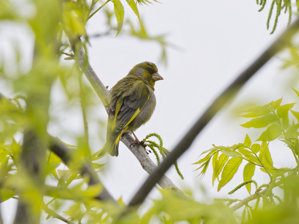 Эгэл ногоолдой - ML636237093