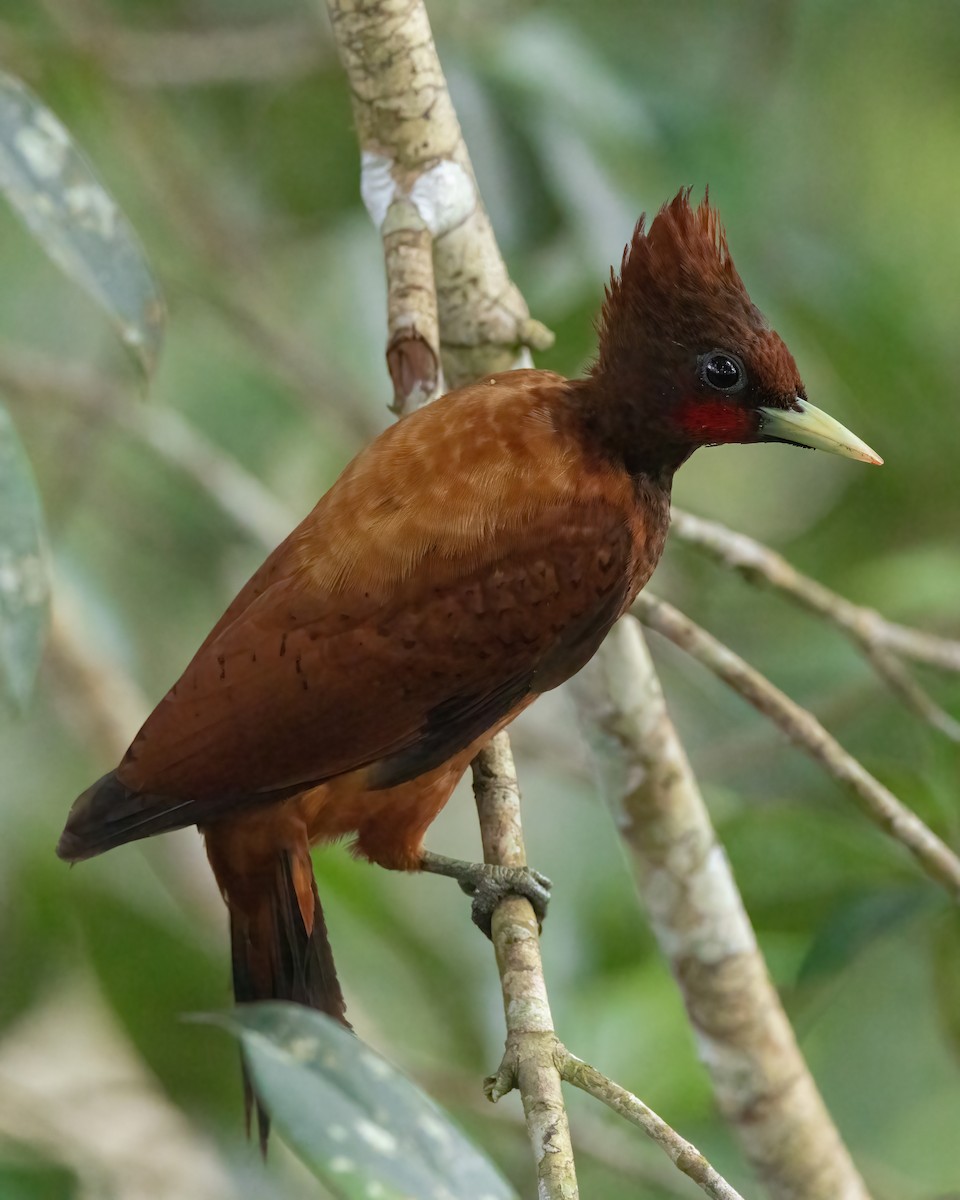 Waved Woodpecker - ML636237110