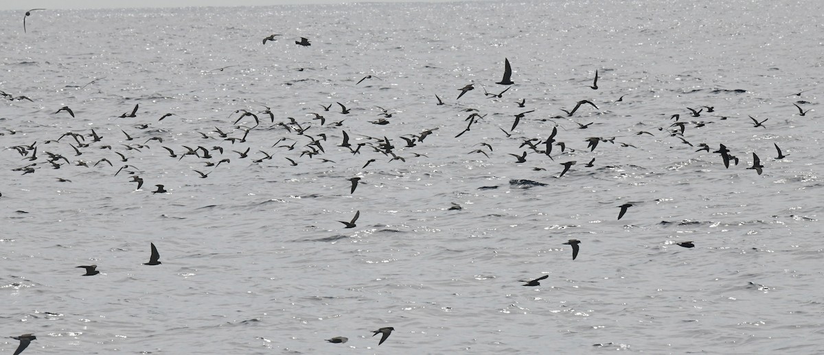 Wedge-rumped Storm-Petrel - ML636237135