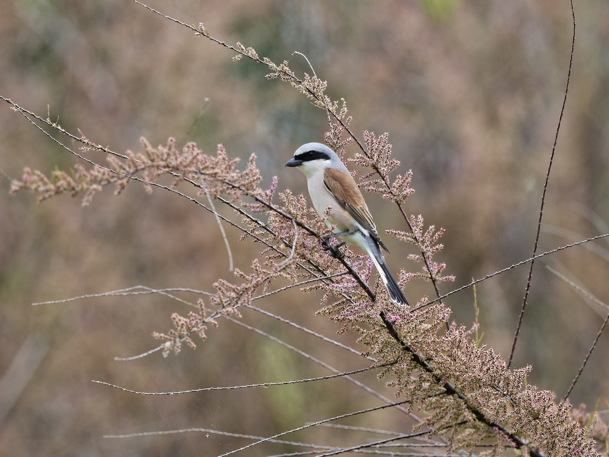Улбар нуруут дунхай - ML636237141