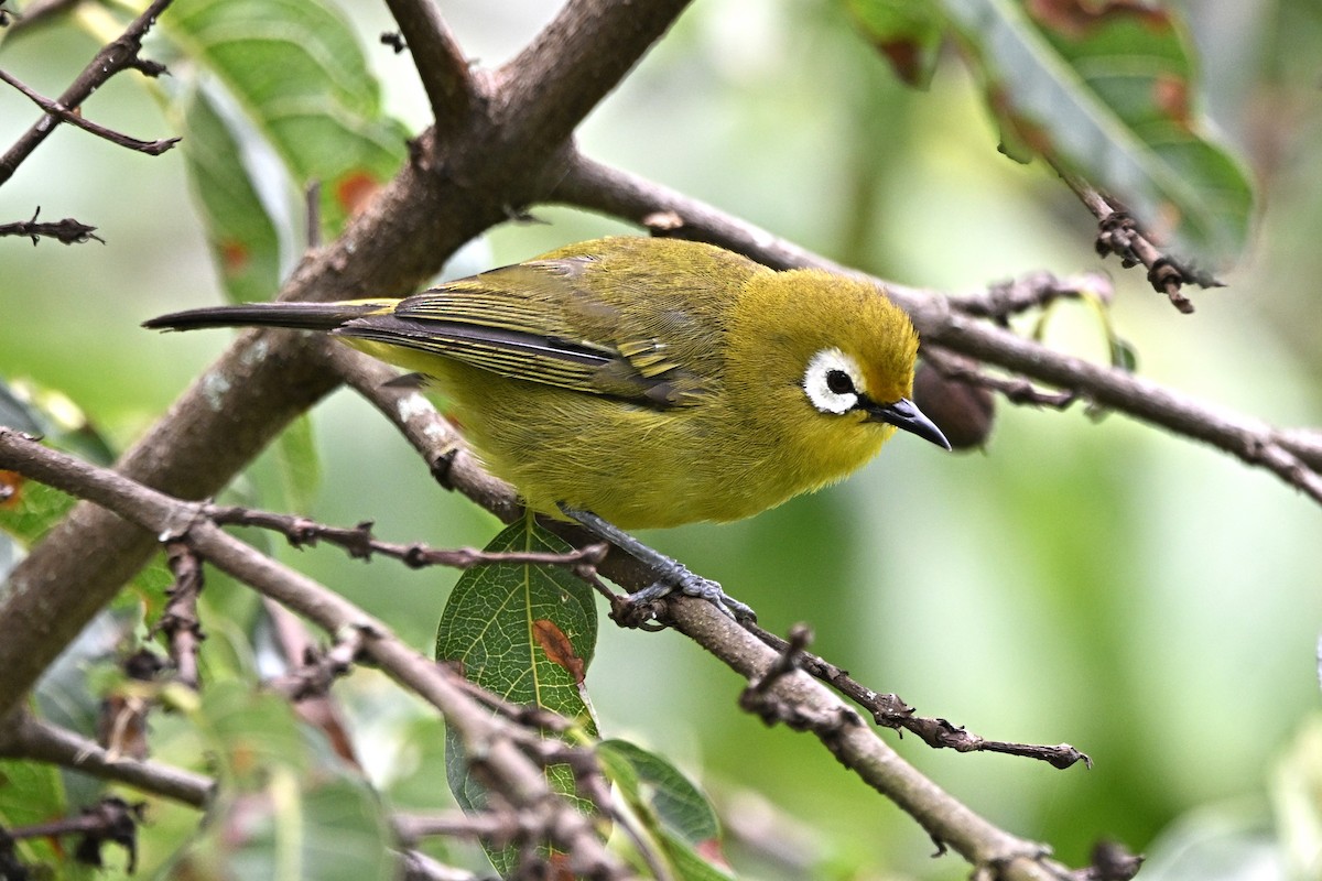 Kilimanjaro White-eye - ML636237174
