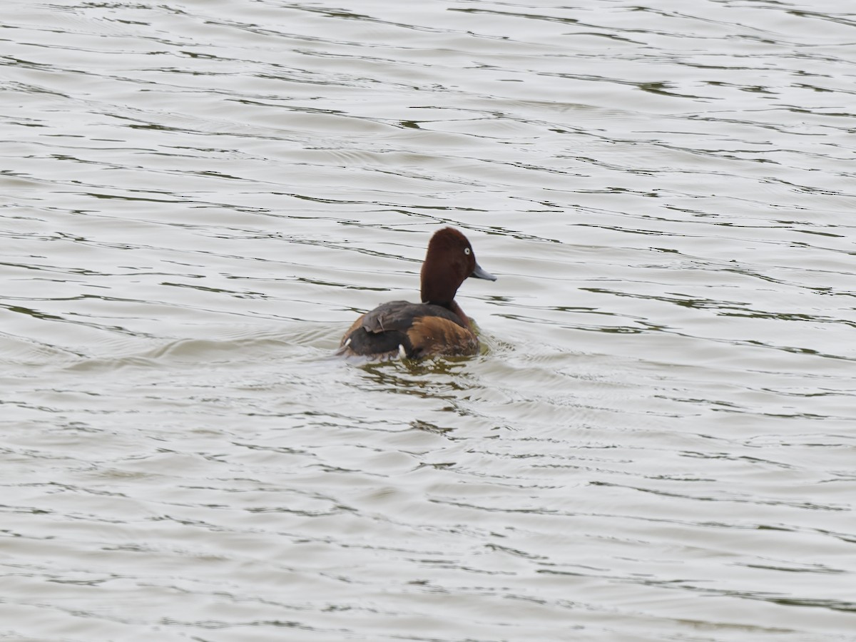 Ундар шумбуур - ML636237262