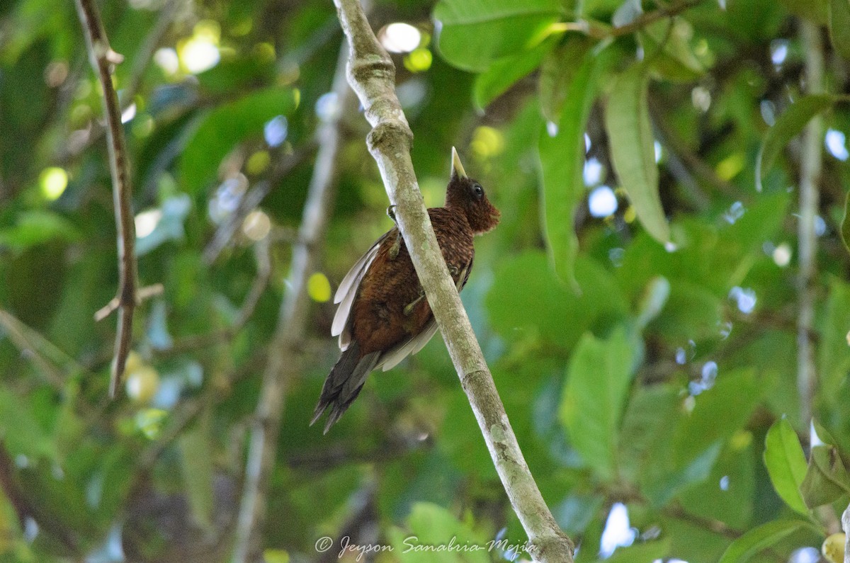 Waved Woodpecker - ML636237263