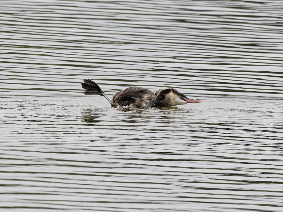 Отгот шунгуур - ML636237297