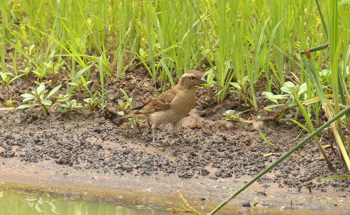 Yellow-throated Bush Sparrow - ML636237374