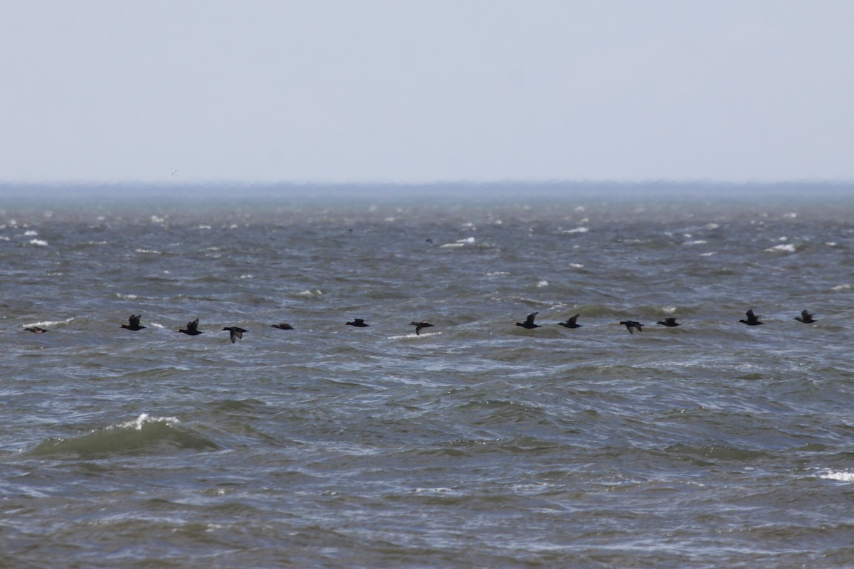 Black Scoter - ML636237424