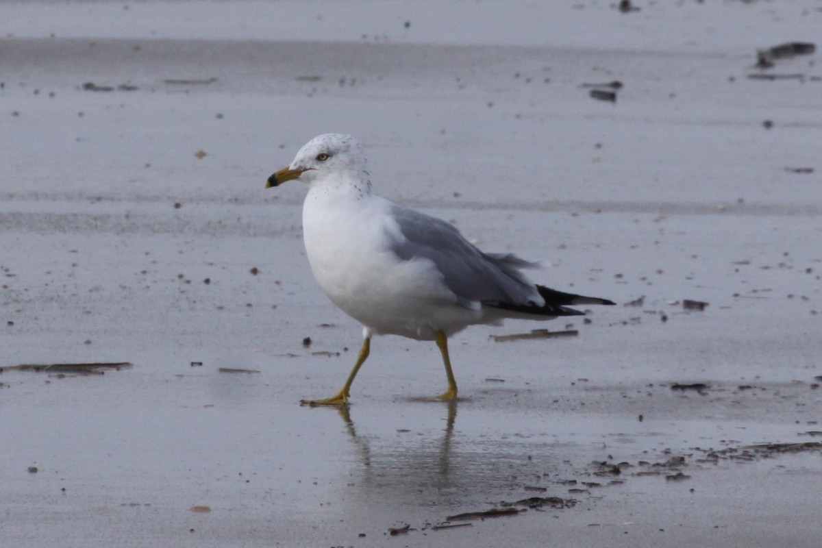 Ring-billed Gull - ML636237427