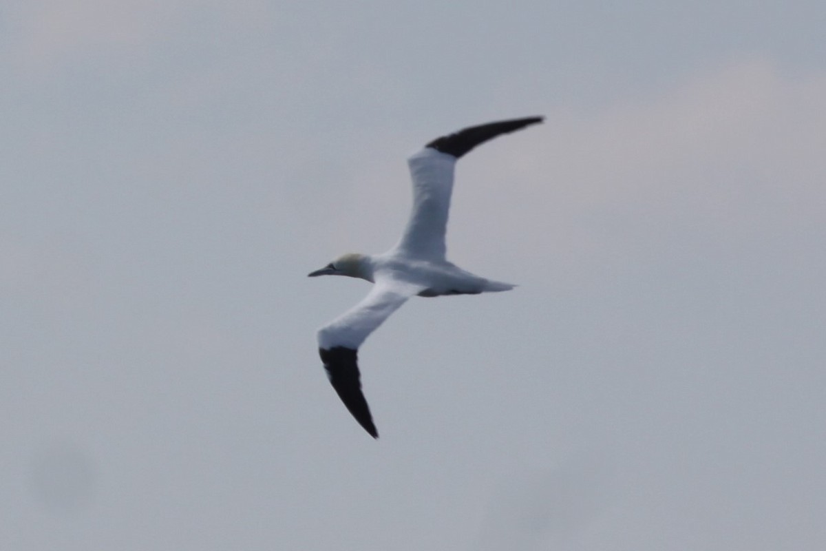 Northern Gannet - ML636237434