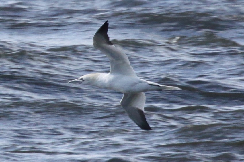 Northern Gannet - ML636237435