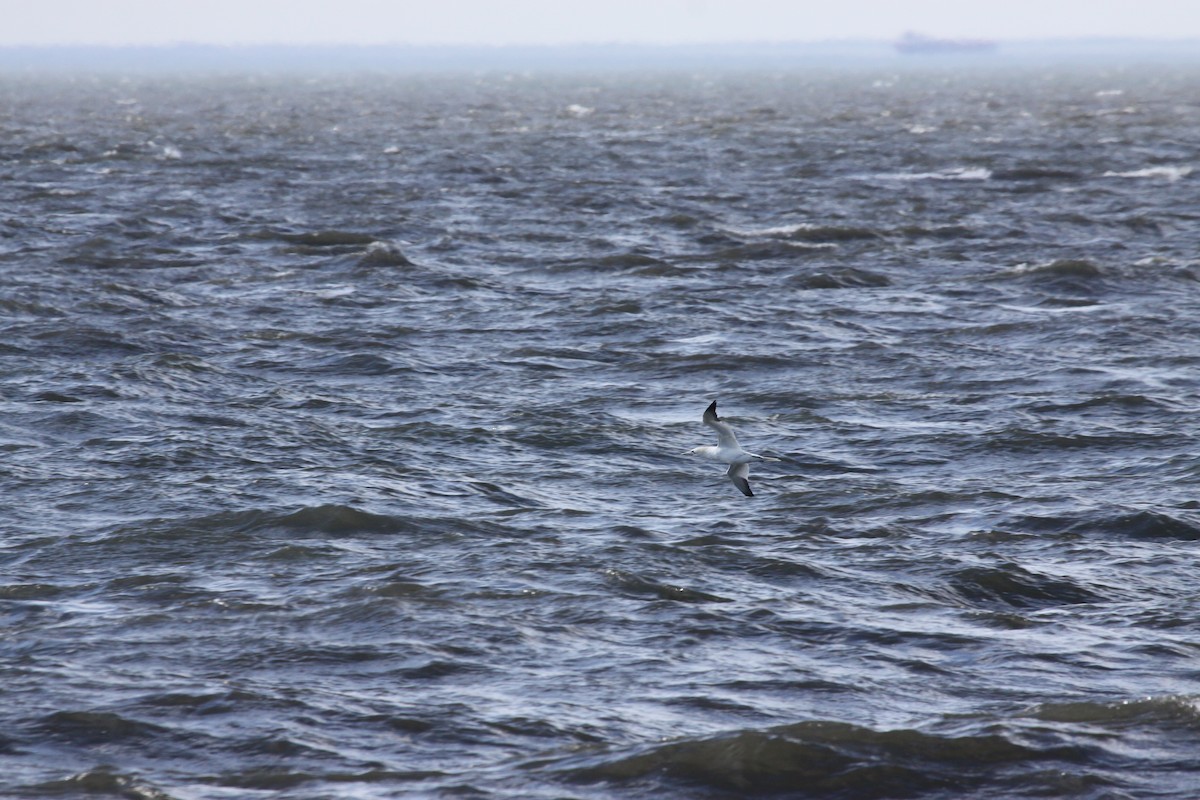 Northern Gannet - ML636237436