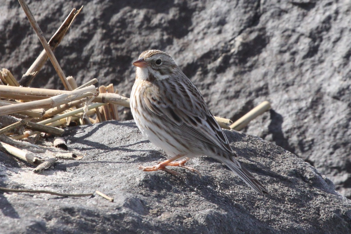 Savannah Sparrow (Ipswich) - ML636237439