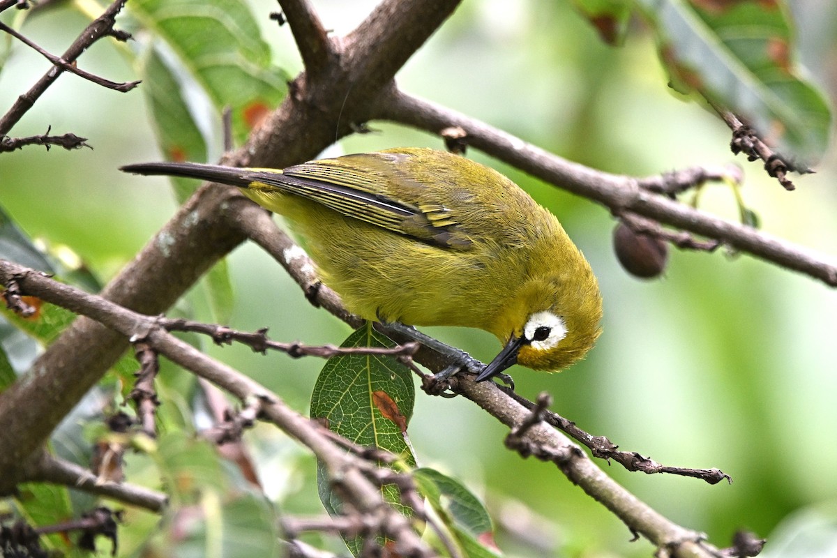 Kilimanjaro White-eye - ML636237507