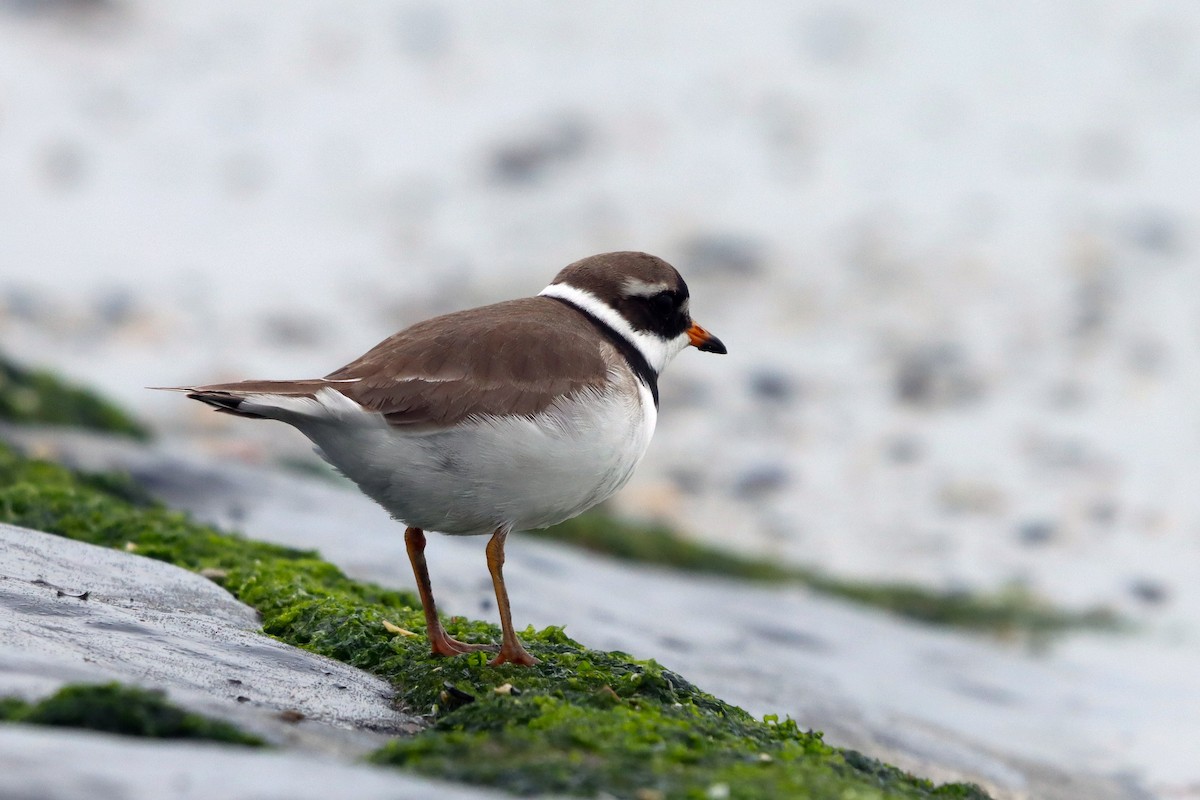 Common Ringed Plover - ML636237546