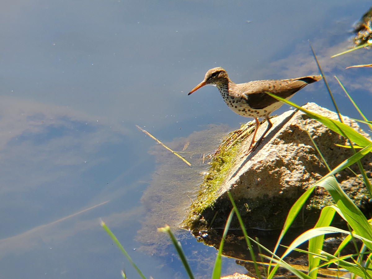Spotted Sandpiper - ML636237552
