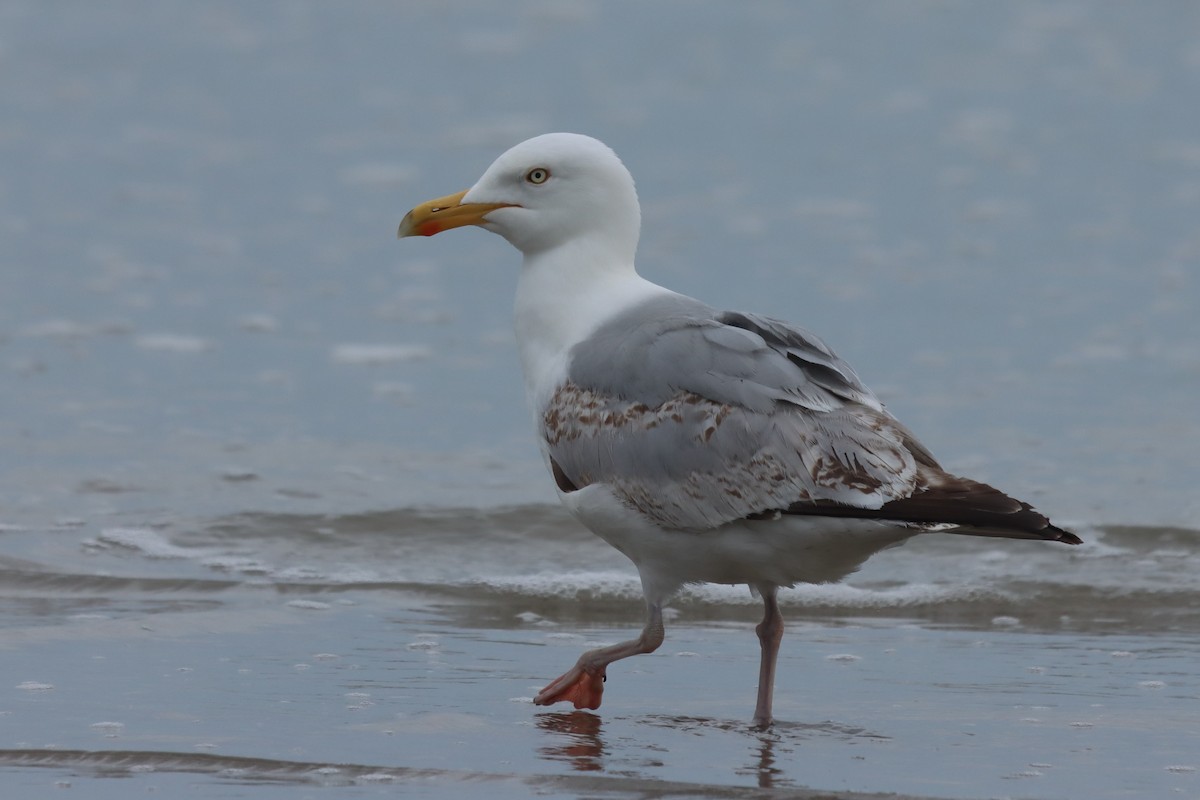 European Herring Gull - ML636237634