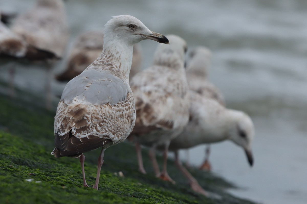 European Herring Gull - ML636237635
