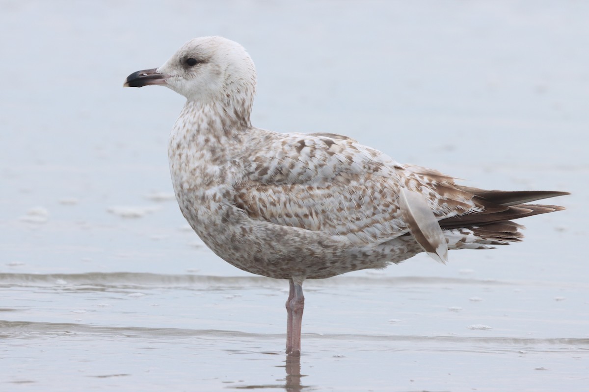 European Herring Gull - ML636237636