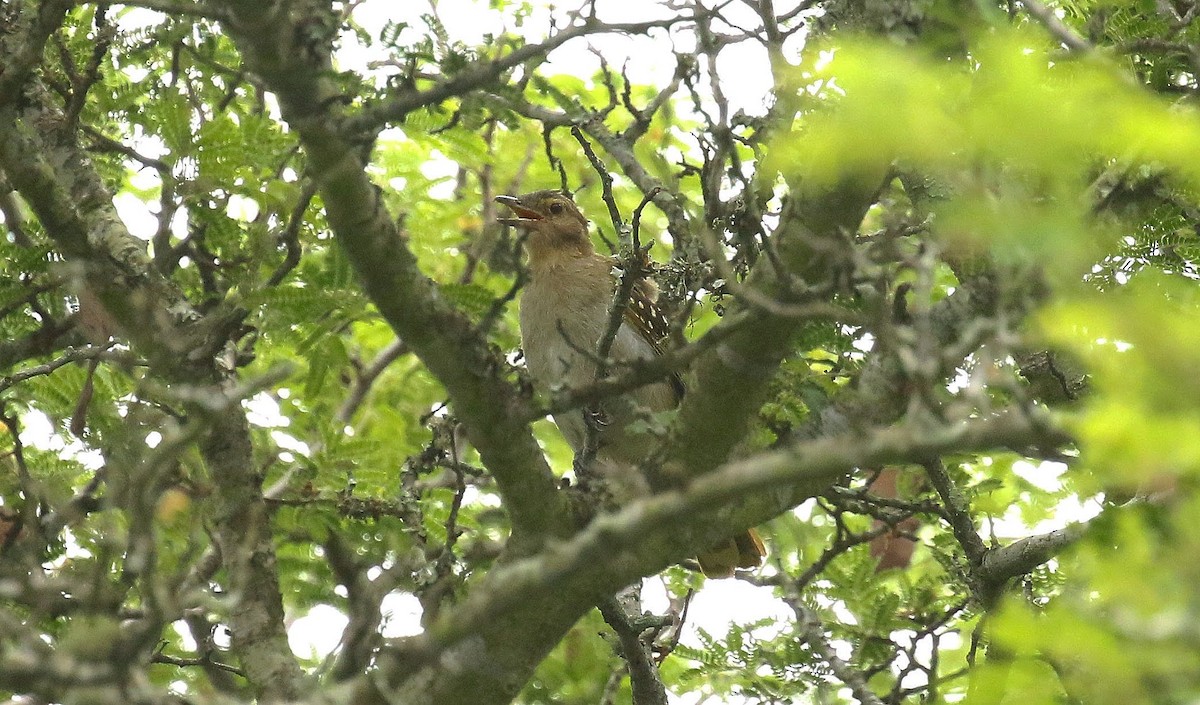 Nicator à tête brune - ML636237647