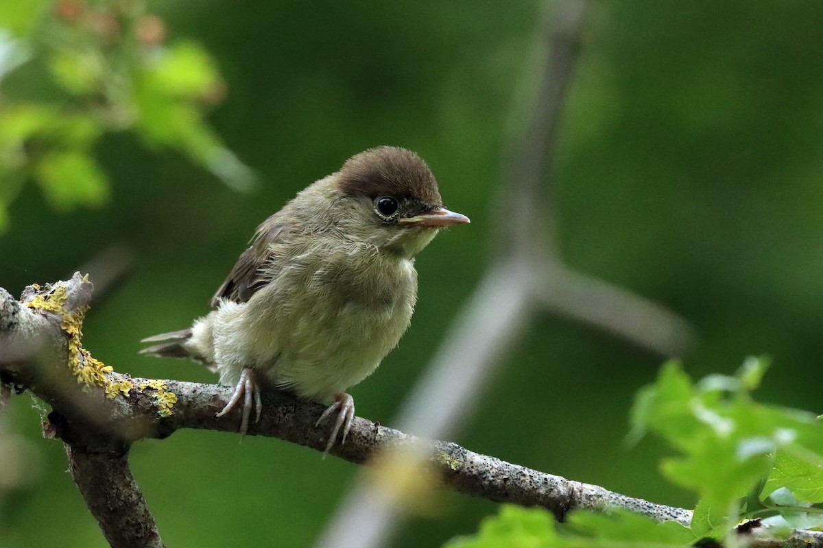 Eurasian Blackcap - ML636237671