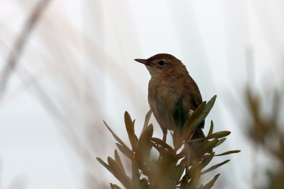 Common Grasshopper Warbler - ML636237698