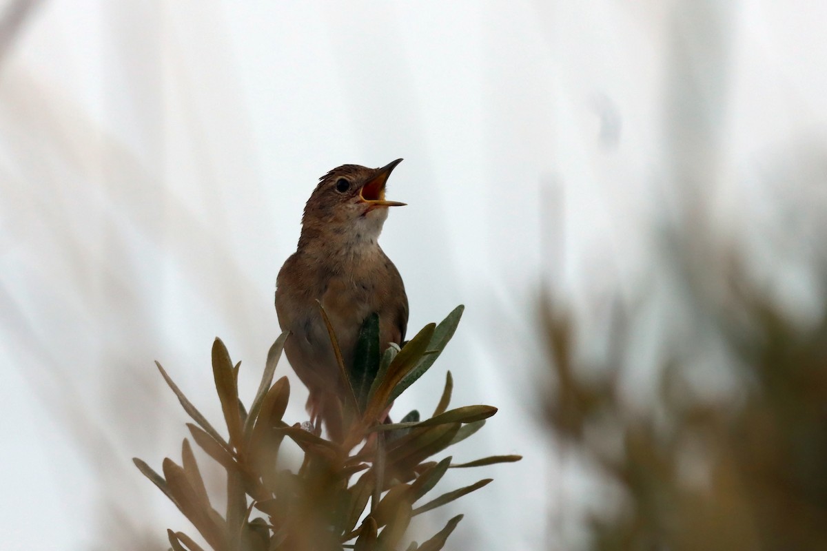 Common Grasshopper Warbler - ML636237699